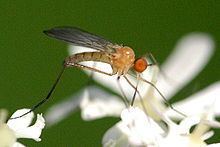 Rhamphomyia flava httpsuploadwikimediaorgwikipediacommonsthu