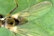 Rhamphomyia pilifer httpsuploadwikimediaorgwikipediacommonsthu