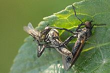 Rhamphomyia sulcata httpsuploadwikimediaorgwikipediacommonsthu