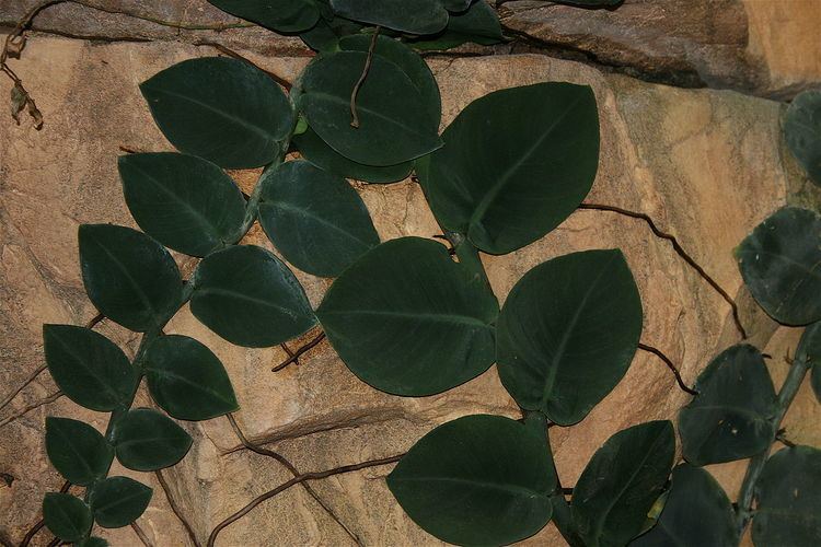 Rhaphidophora celatocaulis