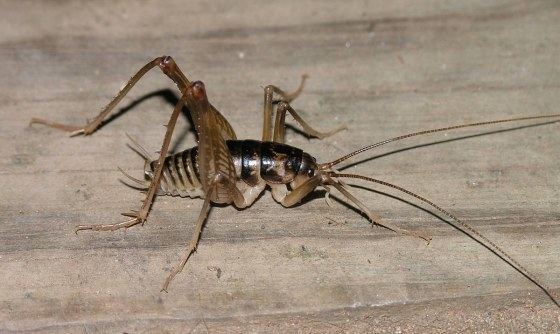 Rhaphidophoridae Nature in the Ozarks Camel Cricket Family Rhaphidophoridae