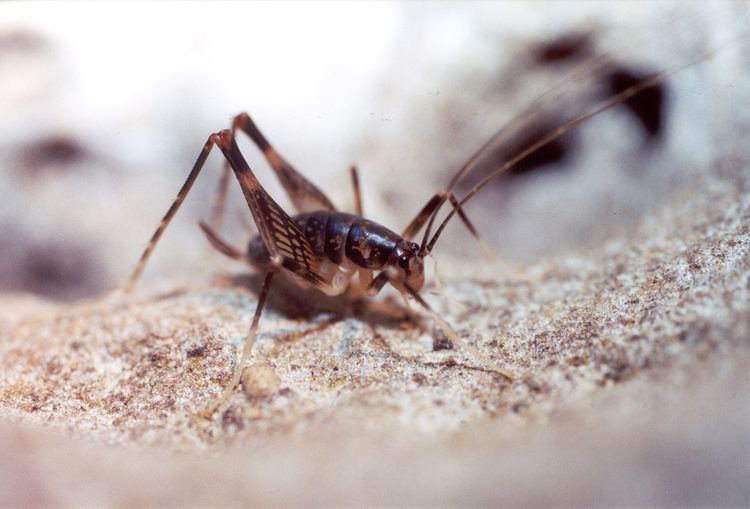 Rhaphidophoridae Florida Nature Unidentified Rhaphidophoridae camel crickets cave