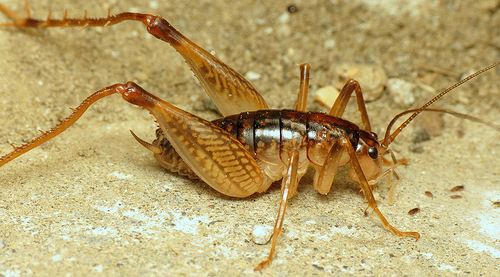 Rhaphidophoridae Camel Crickets Cave Crickets and Cave Weta Family