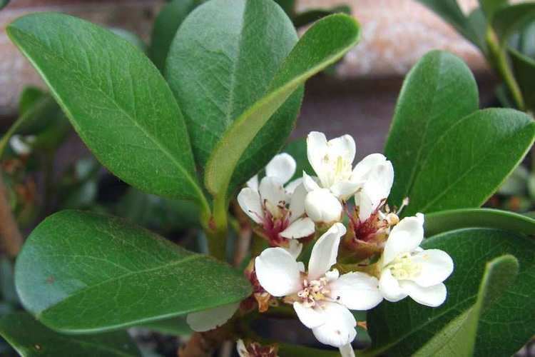 Rhaphiolepis umbellata Rhaphiolepis umbellata