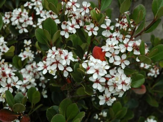 Rhaphiolepis umbellata BlueBell Nursery BlueBell Nursery Trees amp Shrubs Rhaphiolepis