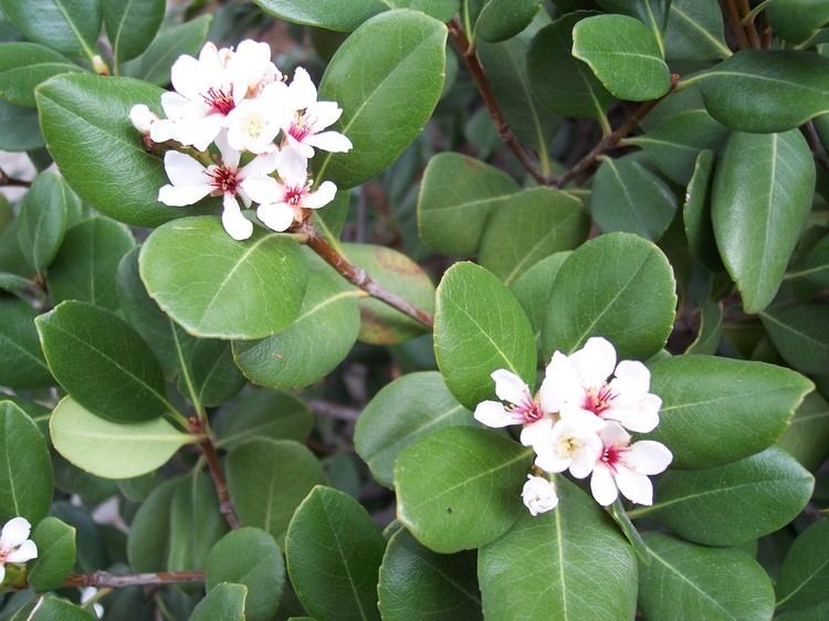 Rhaphiolepis umbellata FileRhaphiolepis umbellatajpg Wikimedia Commons