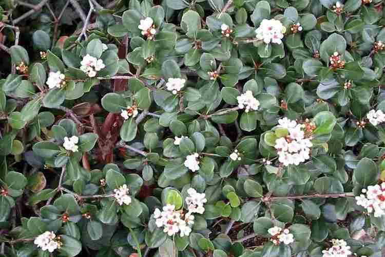 Rhaphiolepis umbellata Rhaphiolepis umbellata