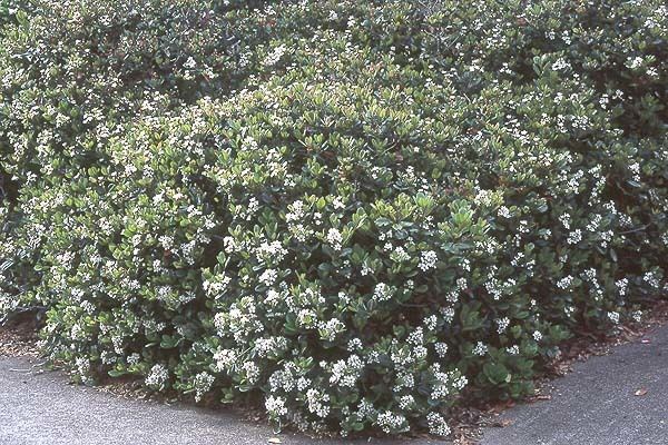 Rhaphiolepis umbellata Rhaphiolepis umbellata Landscape Plants Oregon State University