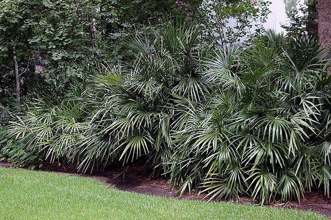 Rhapidophyllum Rhapidophyllum hystrix Palmpedia Palm Grower39s Guide