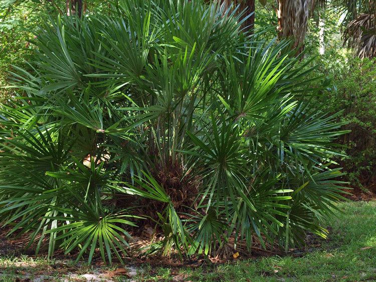 Rhapidophyllum Rhapidophyllum hystrix Identifying Commonly Cultivated Palms