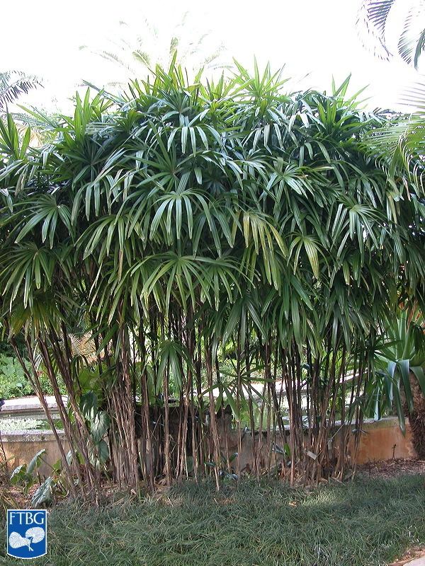 Rhapis excelsa Rhapis excelsa Identifying Commonly Cultivated Palms