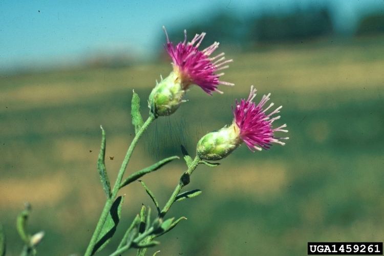 Rhaponticum repens National Park Service Invasive Plant Alert