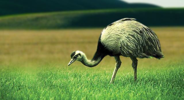 Rhea (bird) Rhea Flightless Bird Facts and Types With Pictures