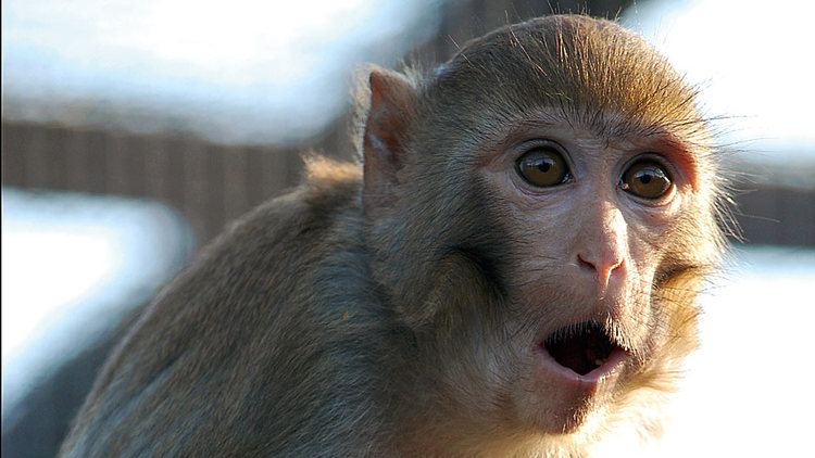 Rhesus macaque Rhesus Macaque Facts History Useful Information and Amazing Pictures