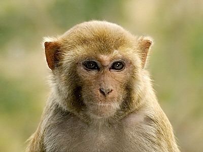 Rhesus macaque Rhesus Macaque Macaca mulatta