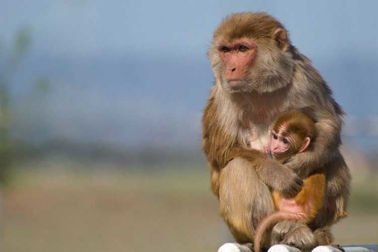 Rhesus macaque Official Website of the Great Himalayan National Park A UNESCO