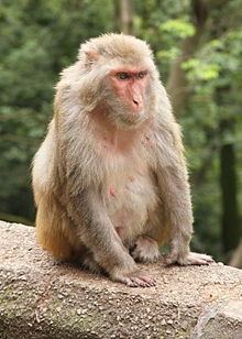 Rhesus macaque httpsuploadwikimediaorgwikipediacommonsthu