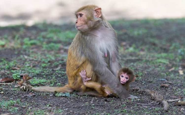 Rhesus macaque Rhesus Macaque Monkey Facts and Information