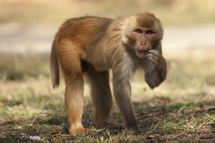 Rhesus macaque Rhesus Macaque Facts History Useful Information and Amazing Pictures