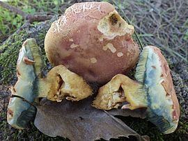 Rheubarbariboletus persicolor httpsuploadwikimediaorgwikipediacommonsthu