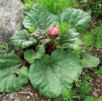 Rheum emodi Rhubarb Himalayan Rheum emodi BIG Leaved Plants Pinterest