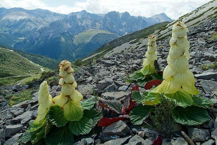 Rheum nobile Noble Rhubarb In Defense of Plants