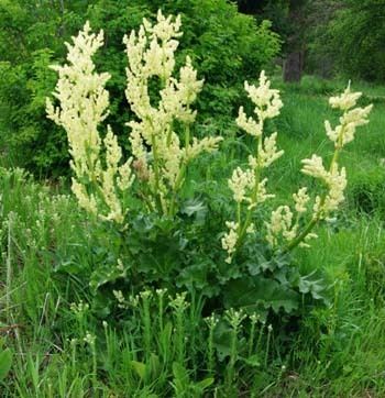 Rheum officinale Rhubarb Officinale Rheum officinale packet of 50 seeds
