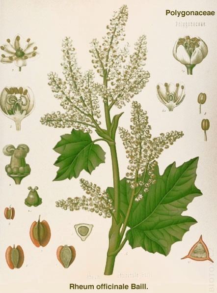Rheum officinale Rheum officinale Health effects and herbal facts