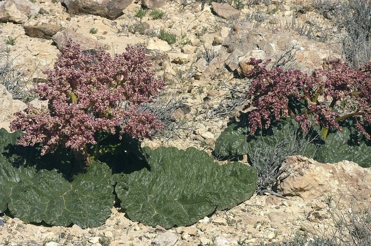 Rheum palaestinum Rheum palaestinum Feinbrun Flora of Israel Online