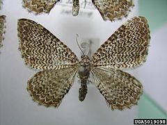 Rheumaptera prunivorata httpsuploadwikimediaorgwikipediacommonsthu