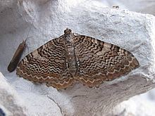 Rheumaptera undulata httpsuploadwikimediaorgwikipediacommonsthu