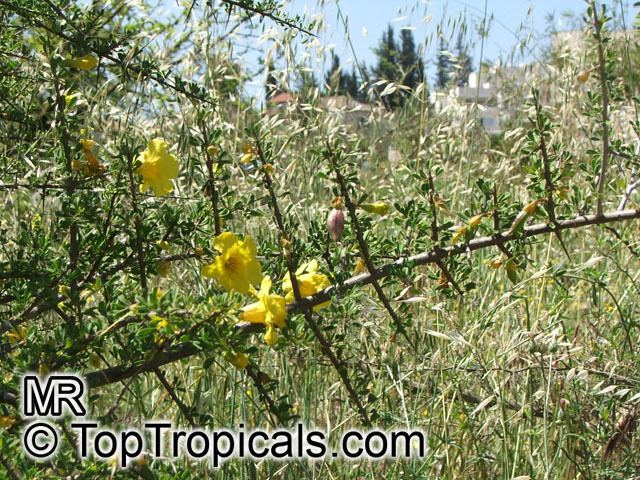 Rhigozum Rhigozum sp Yellow Pomegranate Western Rhigozum Short Thorn