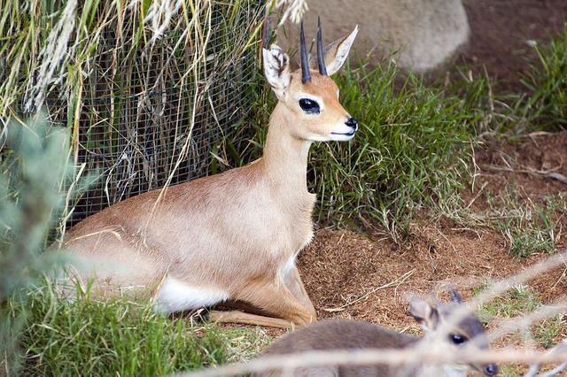 Rhim gazelle Gazelle or Slenderhorned Gazelle
