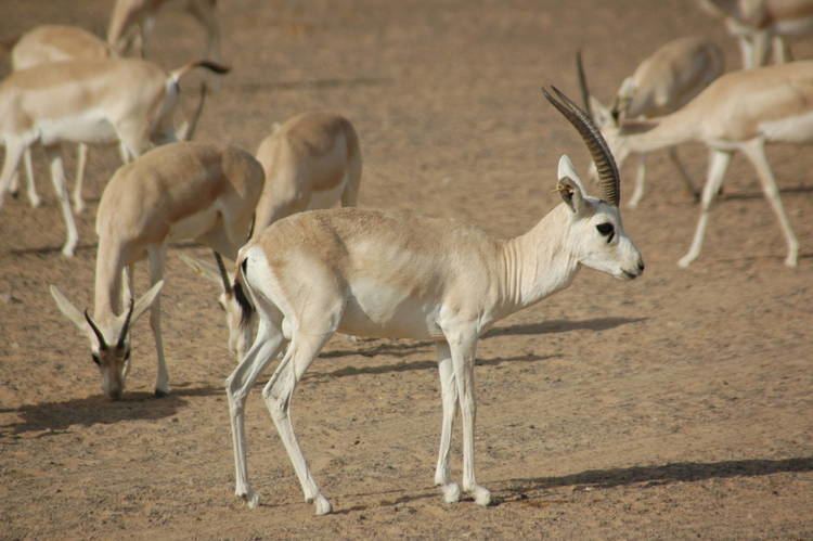 Rhim gazelle The Rhim Gazelle Gazella leptoceros is the only Gazelle that has