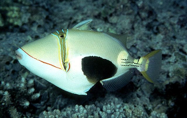 Rhinecanthus Fish Identification