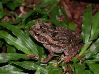 Rhinella Rhinella marina Cane toad Discover Life