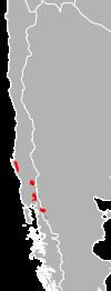 Rhinella rubropunctata httpsuploadwikimediaorgwikipediacommonsthu