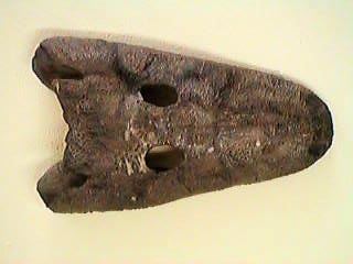 Rhinesuchus Palaeos Vertebrates Temnospondyli Rhinesuchids amp other primitive