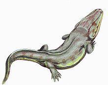 Rhinesuchus httpsuploadwikimediaorgwikipediacommonsthu