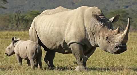 Rhinoceros wwwdefendersorgsitesdefaultfilesstyleslarge