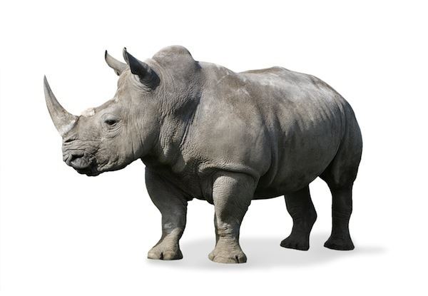 Rhinoceros Rhinoceros Anatomy Animal Facts and Information