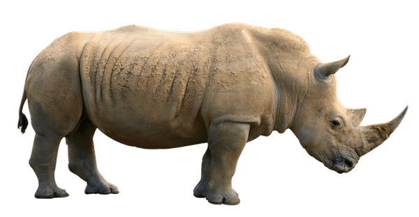 Rhinoceros Rhinoceros Animal Facts and Information