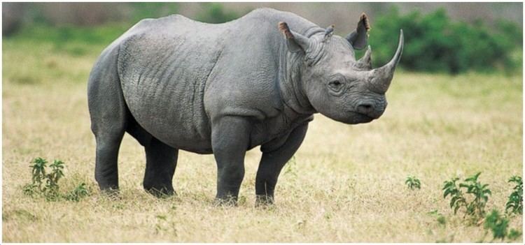 Rhinoceros Black Rhinoceros Facts Pictures Diet Habitat Info Appearance