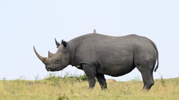 Rhinoceros Black Rhinonoceros