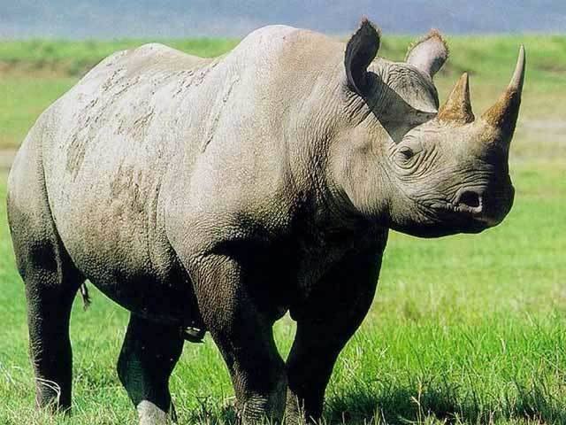Rhinoceros Rhinoceros The Honest Courtesan