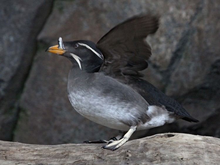 Rhinoceros auklet Pictures and information on Rhinoceros Auklet