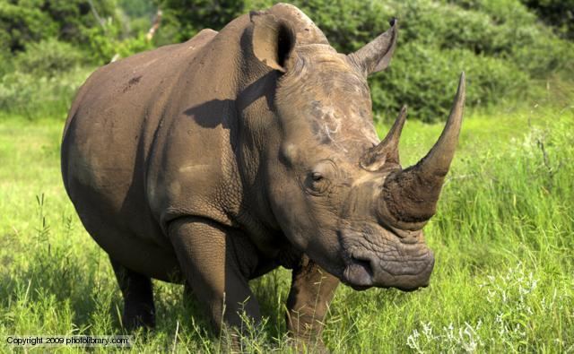 Rhinoceros BBC Nature White rhinoceros videos news and facts