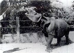 Rhinoceros (genus) httpsuploadwikimediaorgwikipediacommonsthu