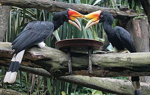 Rhinoceros hornbill Rhinoceros hornbill Wikipedia