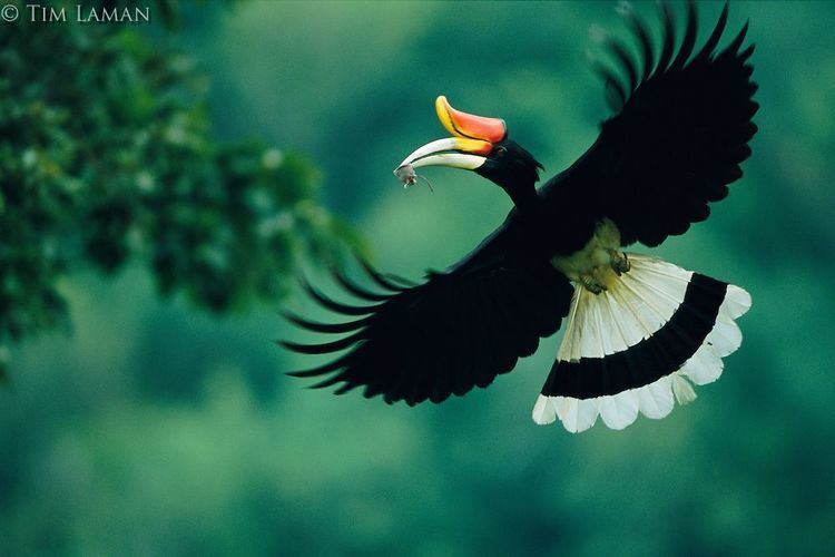 Rhinoceros hornbill A Rhinoceros Hornbill Buceros rhinoceros male carrying mouse to